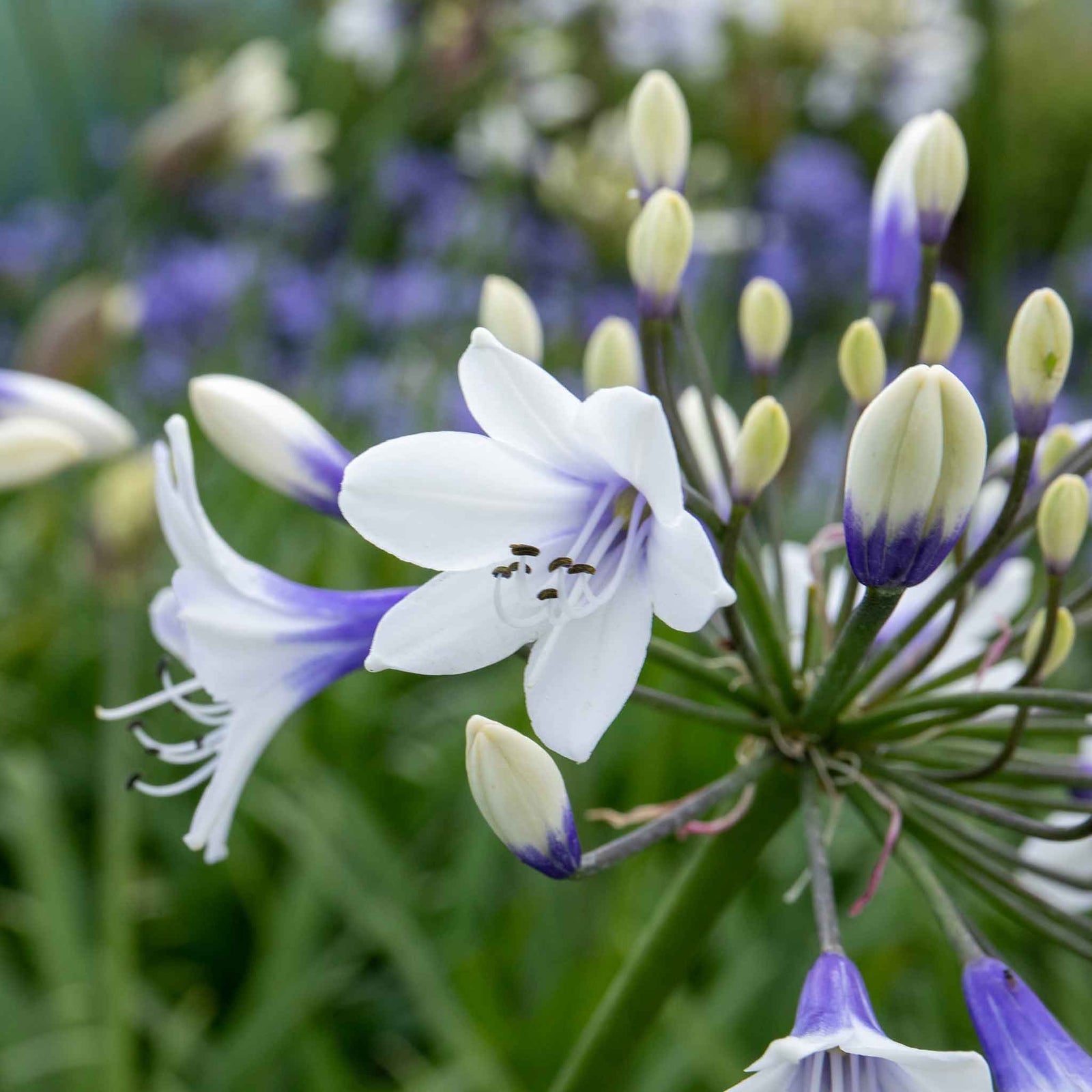 Agapanthus 'twister' (bicolour, Rhs Agm, 60cm) | 1 x 9cm | Blue & White