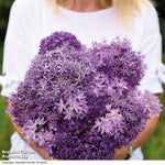 Allium Cut Flower Collection Bulbs | 100 x Bulbs