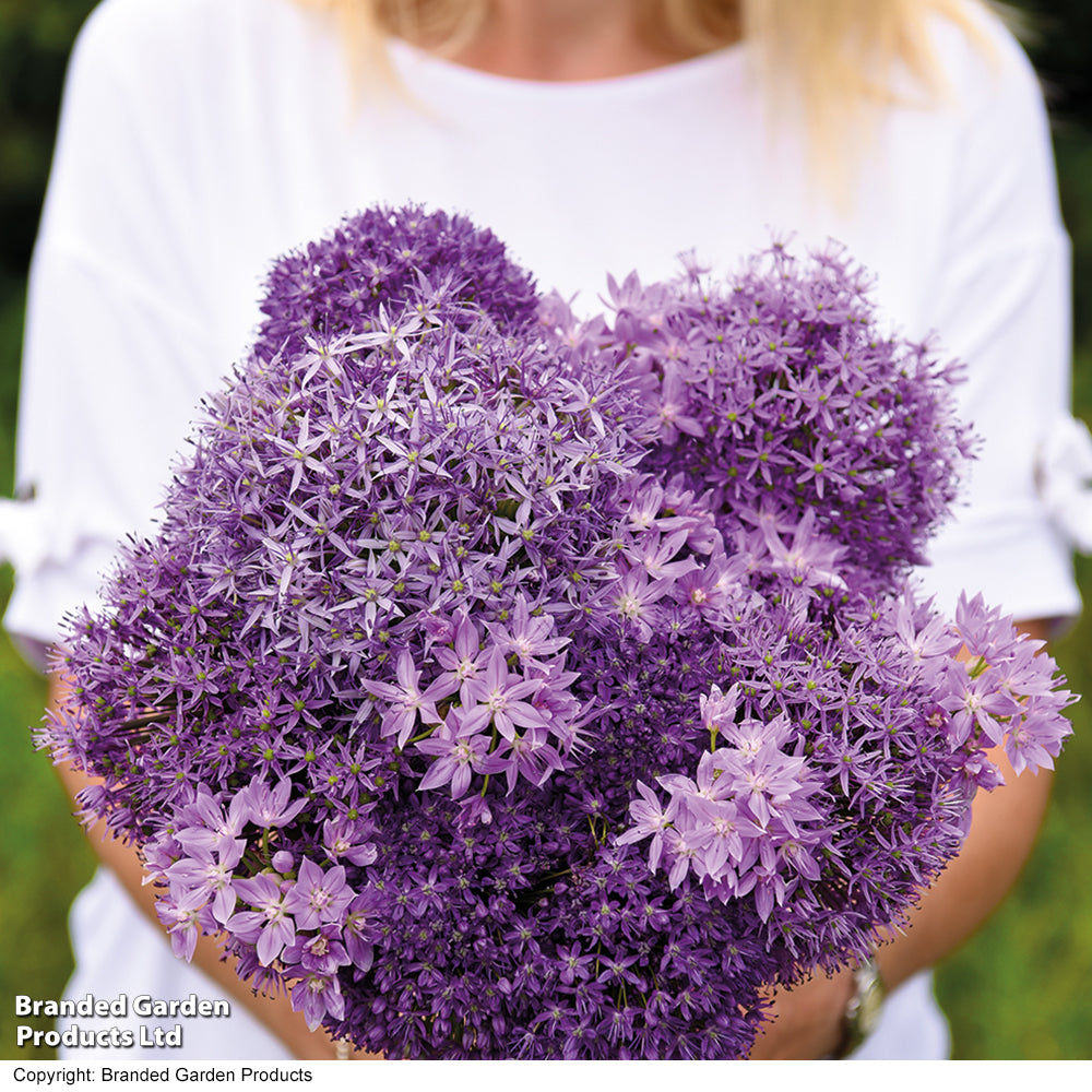 Allium Cut Flower Collection Bulbs | 100 x Bulbs