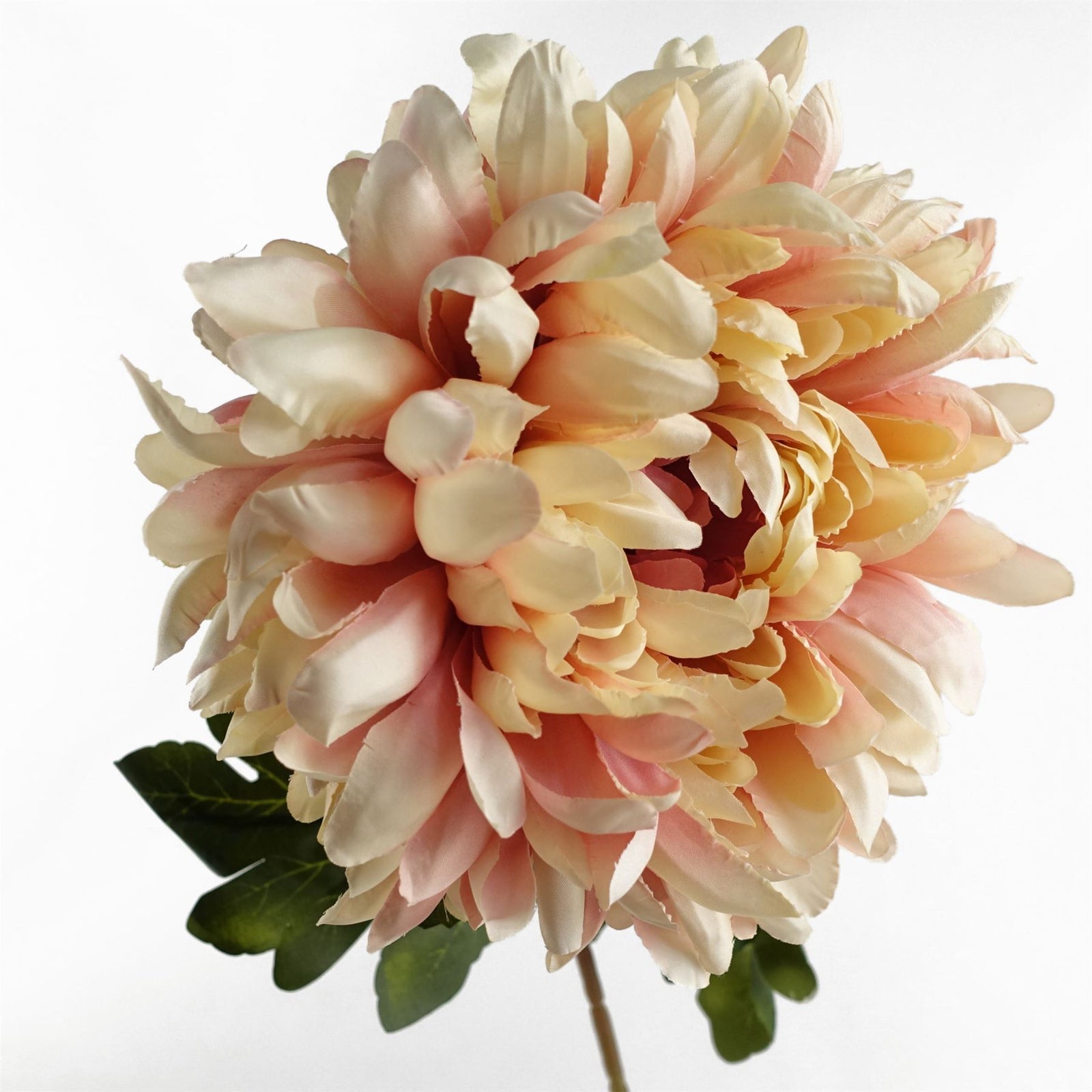 Pack Of 6 X 75cm Extra Large Reflex Chrysanthemum - Pink