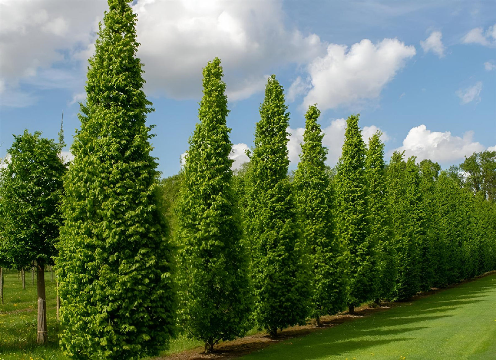 Carpinus Betulus Frans Fontaine Tree 6ft Tall Supplied In A 12 Litre Pot