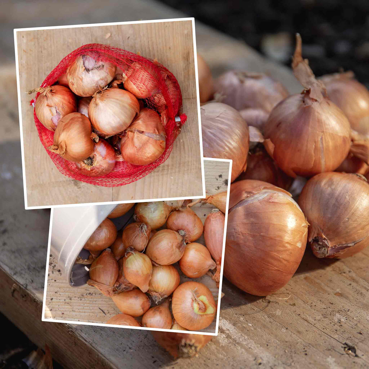 Shallot Duo Pack - Red Sun & Golden Gourmet | Set of 2