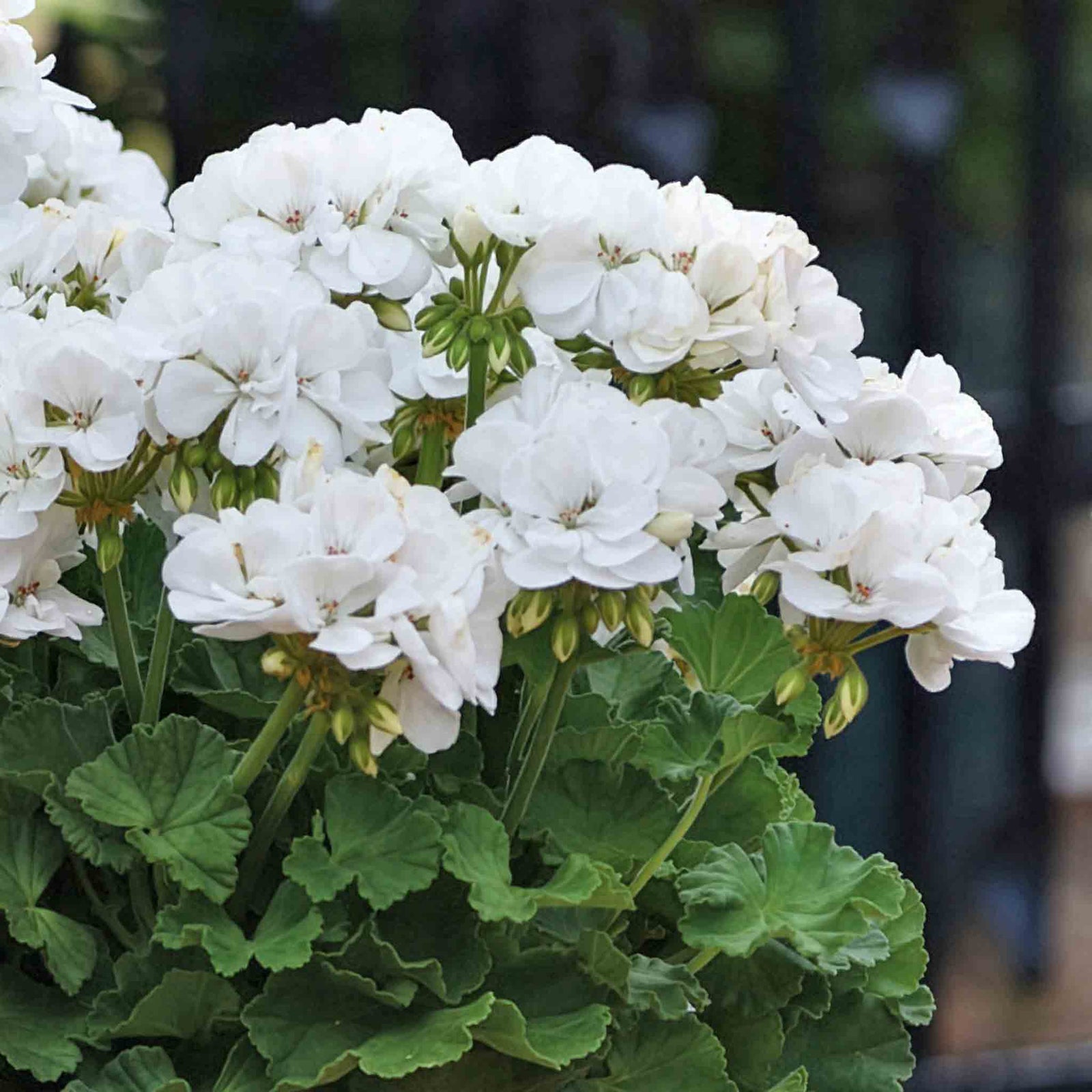 Geranium Upright Collection - Galaxy Dark Red, Rose And White | 6 x Plug Plants | Red