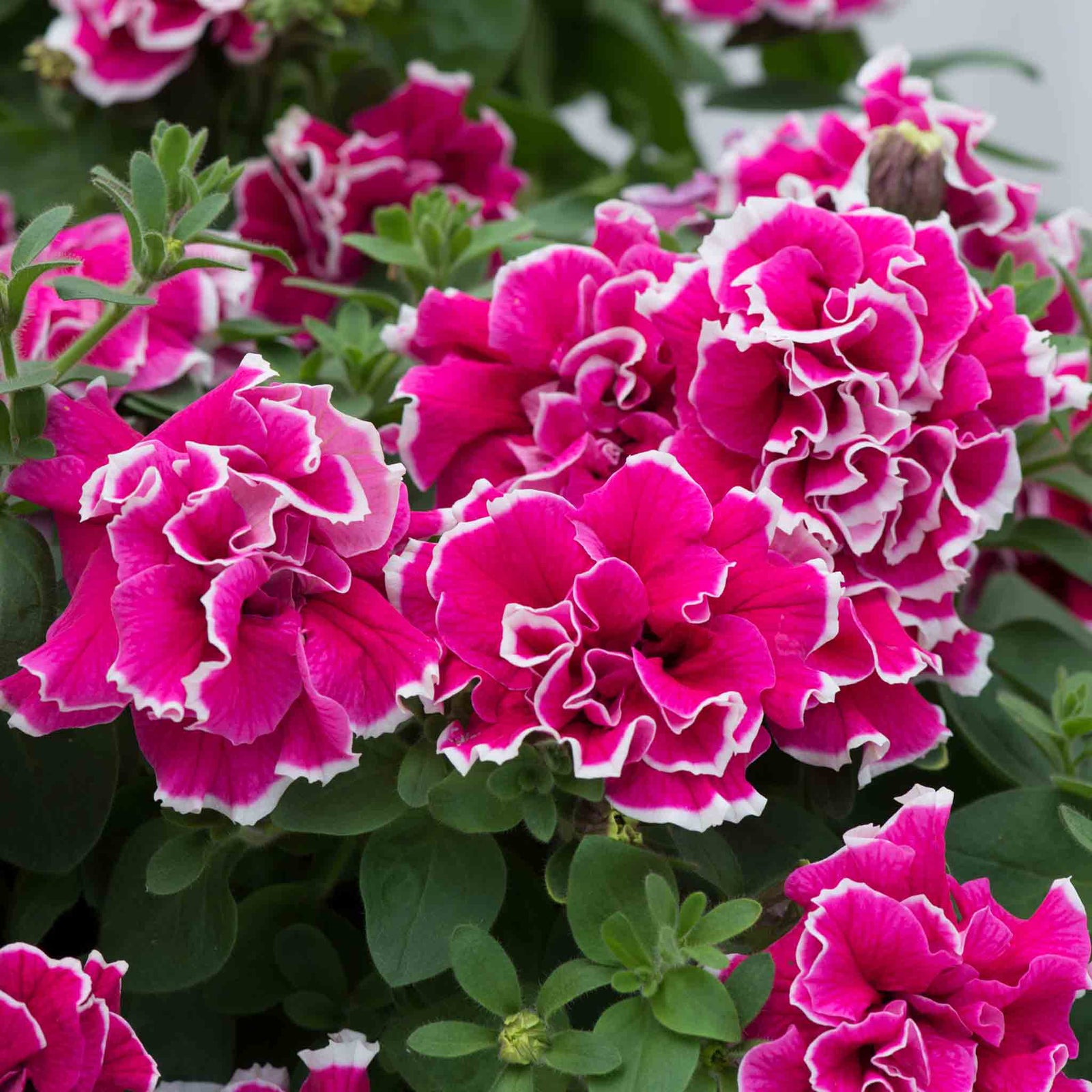 Petunia Tumbelina Anna - Double Rose-pink Trailing Petunia | 6 x Plug Plants | Multi