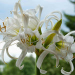 Hymenocallis Festalis - 6 Summer Flowering Bulbs