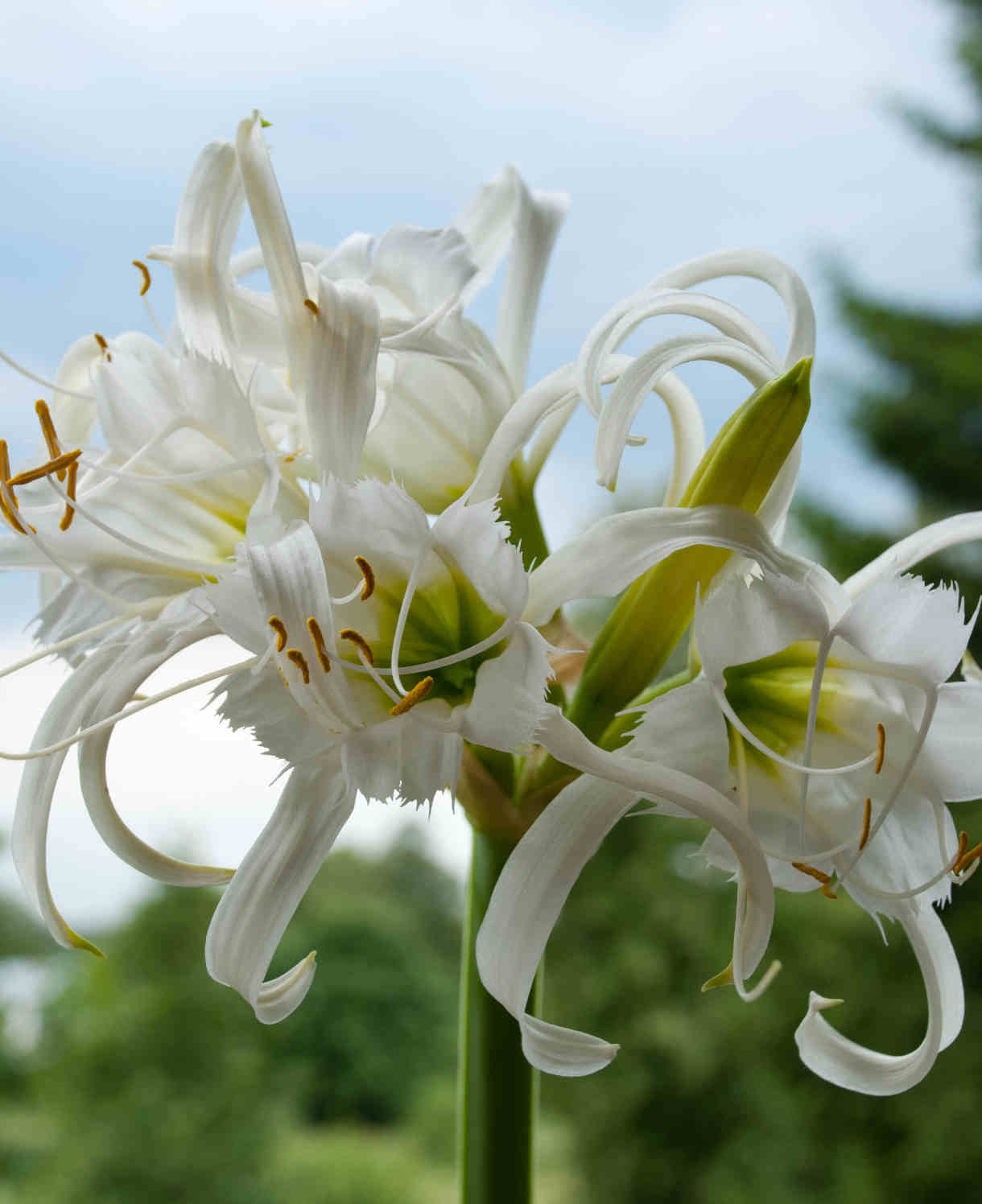Hymenocallis Festalis - 6 Summer Flowering Bulbs