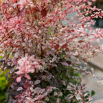 Berberis Thunbergii 'pink Bird' Shrub | 1 x 3L