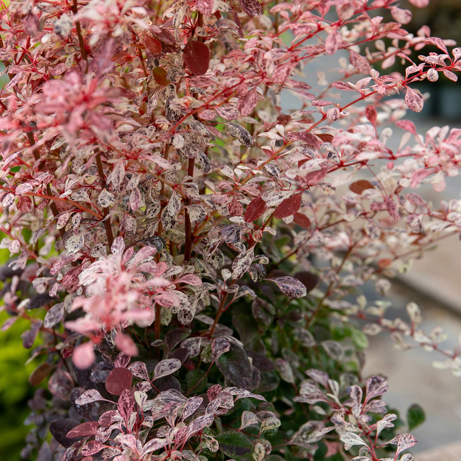 Berberis Thunbergii 'pink Bird' Shrub | 1 x 3L