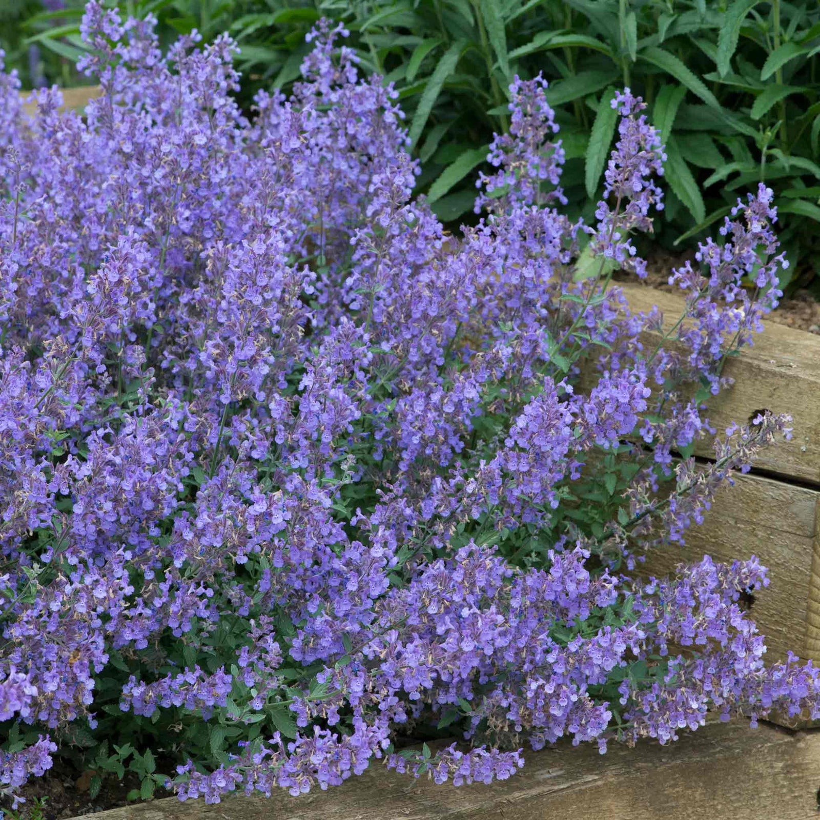 Nepeta 'junior Walker' - Compact Mauve-blue Perennial Jumbo Plug Plants | Set-of-6 | Multi