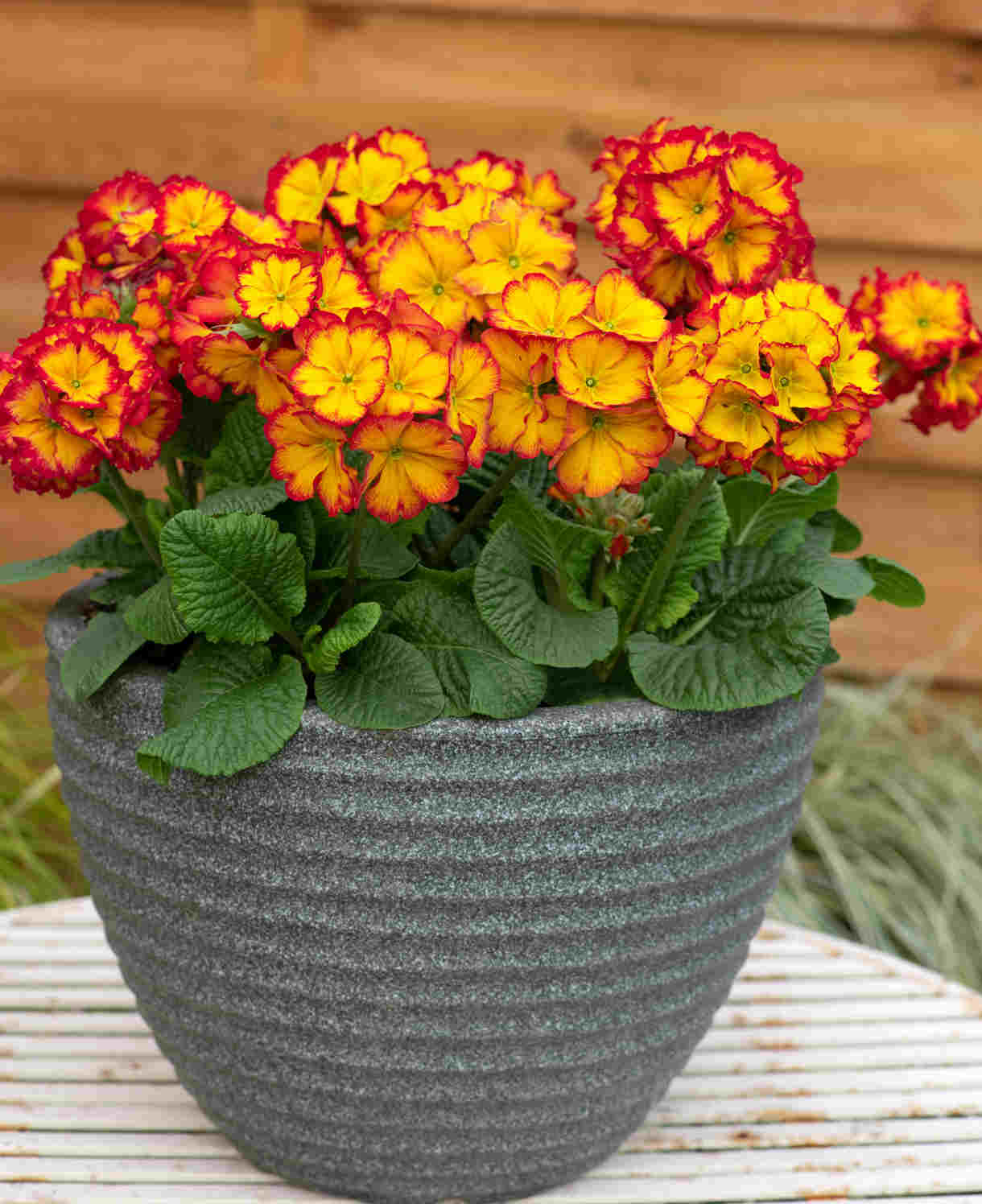 Polyanthus Showstopper Fire Dragon - A Dazzling, Bold, Fiery-red Perennial - 1 Litre pot | Set-of-3 | Gold
