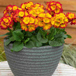 Polyanthus Showstopper Fire Dragon - A Dazzling, Bold, Fiery-red Perennial - 1 Litre pot | Set-of-1 | Gold