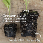 Aubergine 'pinstripe' - Compact Pot Variety Jumbo Plugs | Set of 6 | Multi Colour