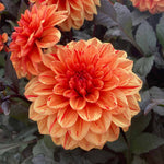 Dahlia 'ellen Huston' | 1 x Bulb | Red
