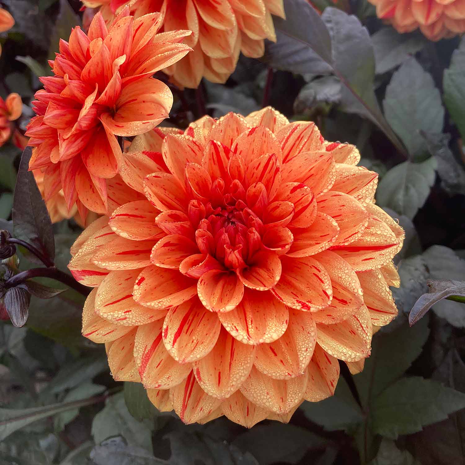 Dahlia 'ellen Huston' | 1 x Bulb | Red