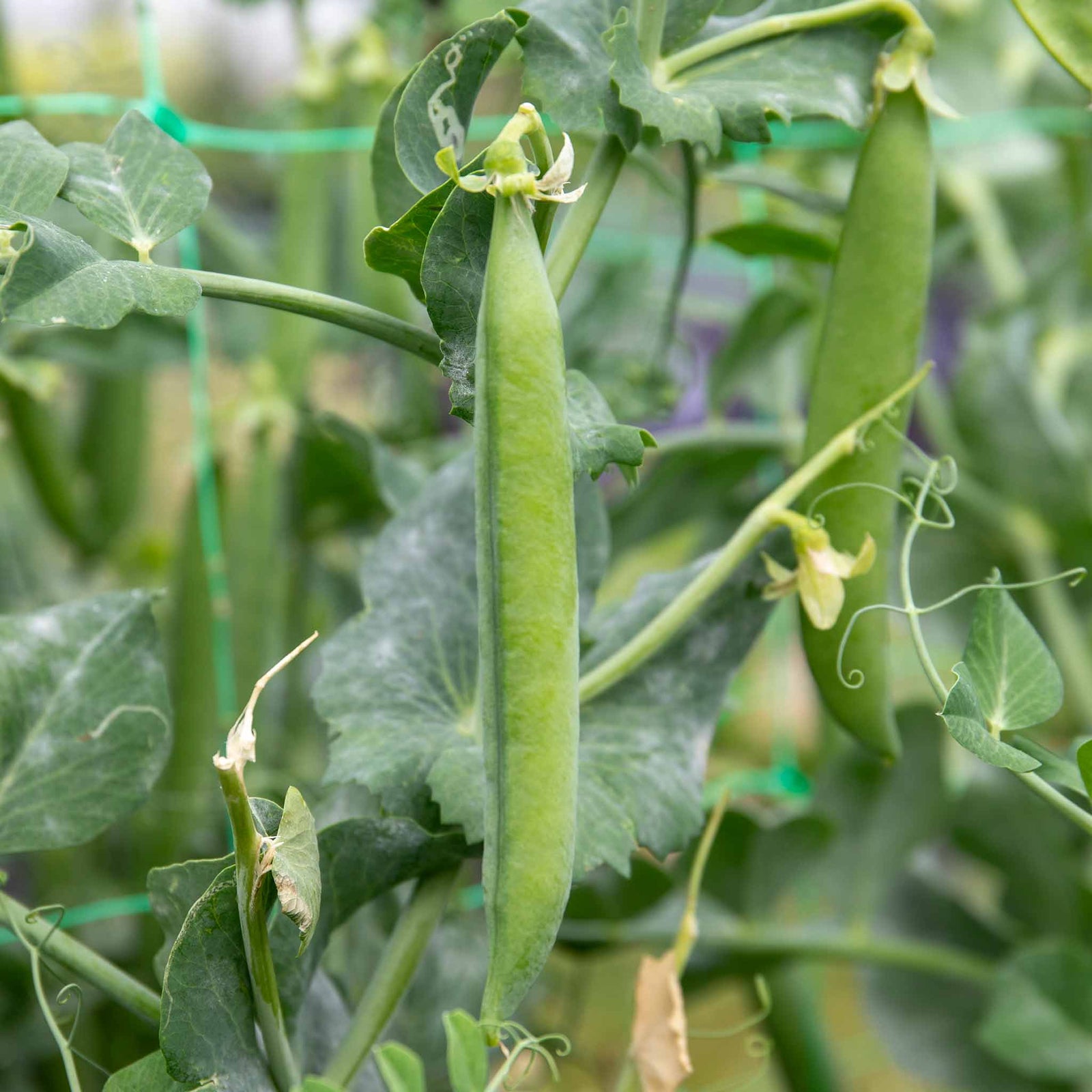 Pea 'alderman' Maincrop - Multi-sown Despatched From April | 12 x Plug Plants | Green