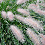 Pennisetum Hameln - 3 x 9cm Pots | 3 x 9cm | Silver