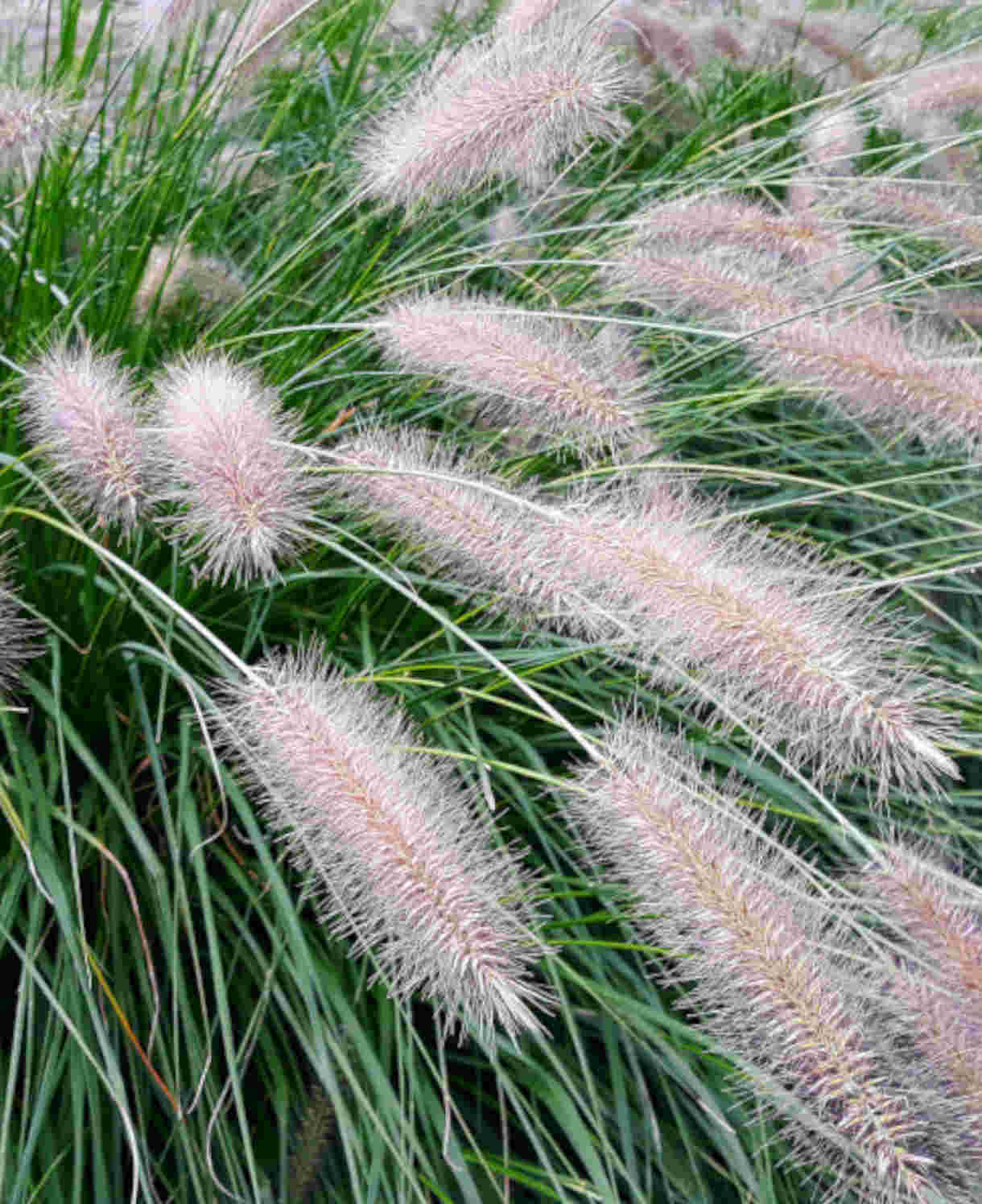 Pennisetum Hameln - 3 x 9cm Pots | 3 x 9cm | Silver