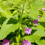 Calamintha Grandiflora, Large Flowered Calamint - 1 X 9cm Pot
