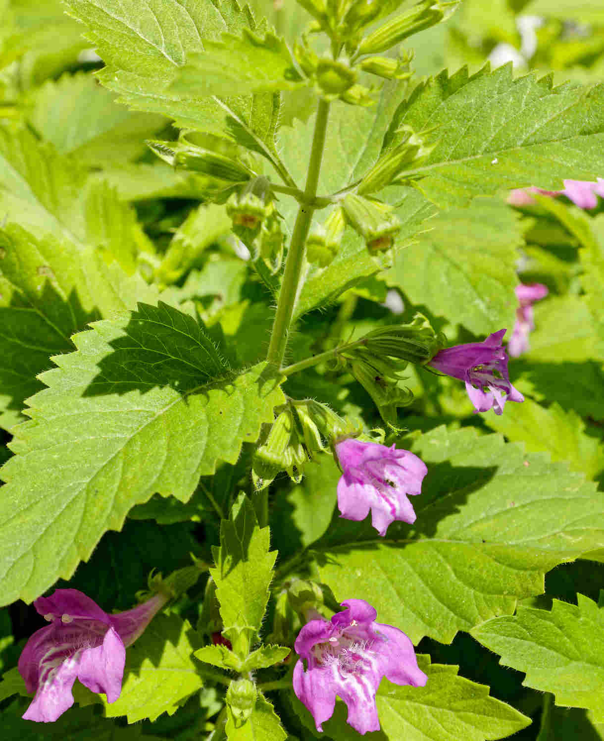 Calamintha Grandiflora, Large Flowered Calamint - 1 X 9cm Pot