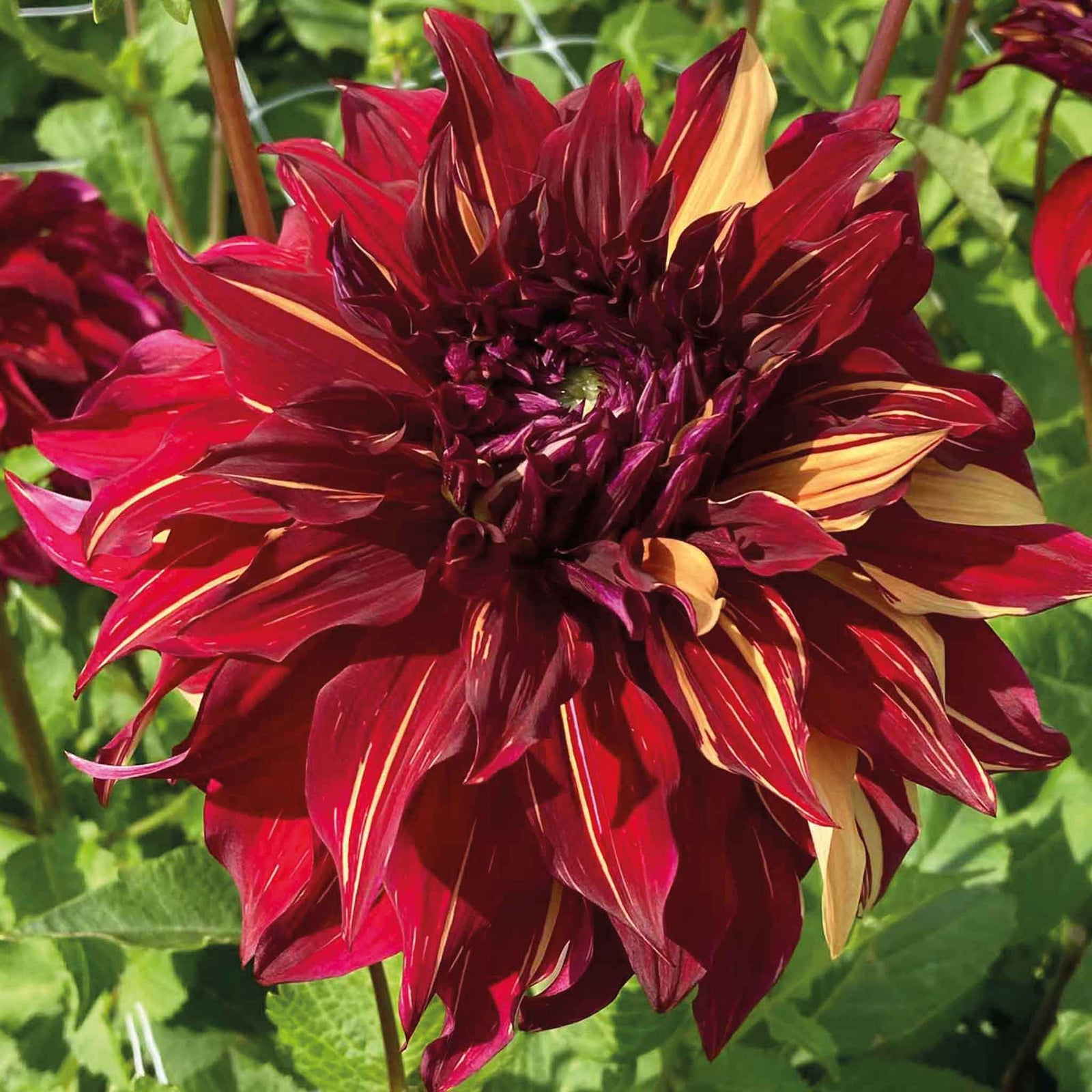 Dahlia Tuber 'bohemian Spartacus' - Dinnerplate Crimson & Cream, 1 X Tuber | 1 x Bulb | Red