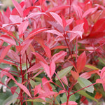 Photinia Standard Red Robin 3 Litre Pot | Set-of-2