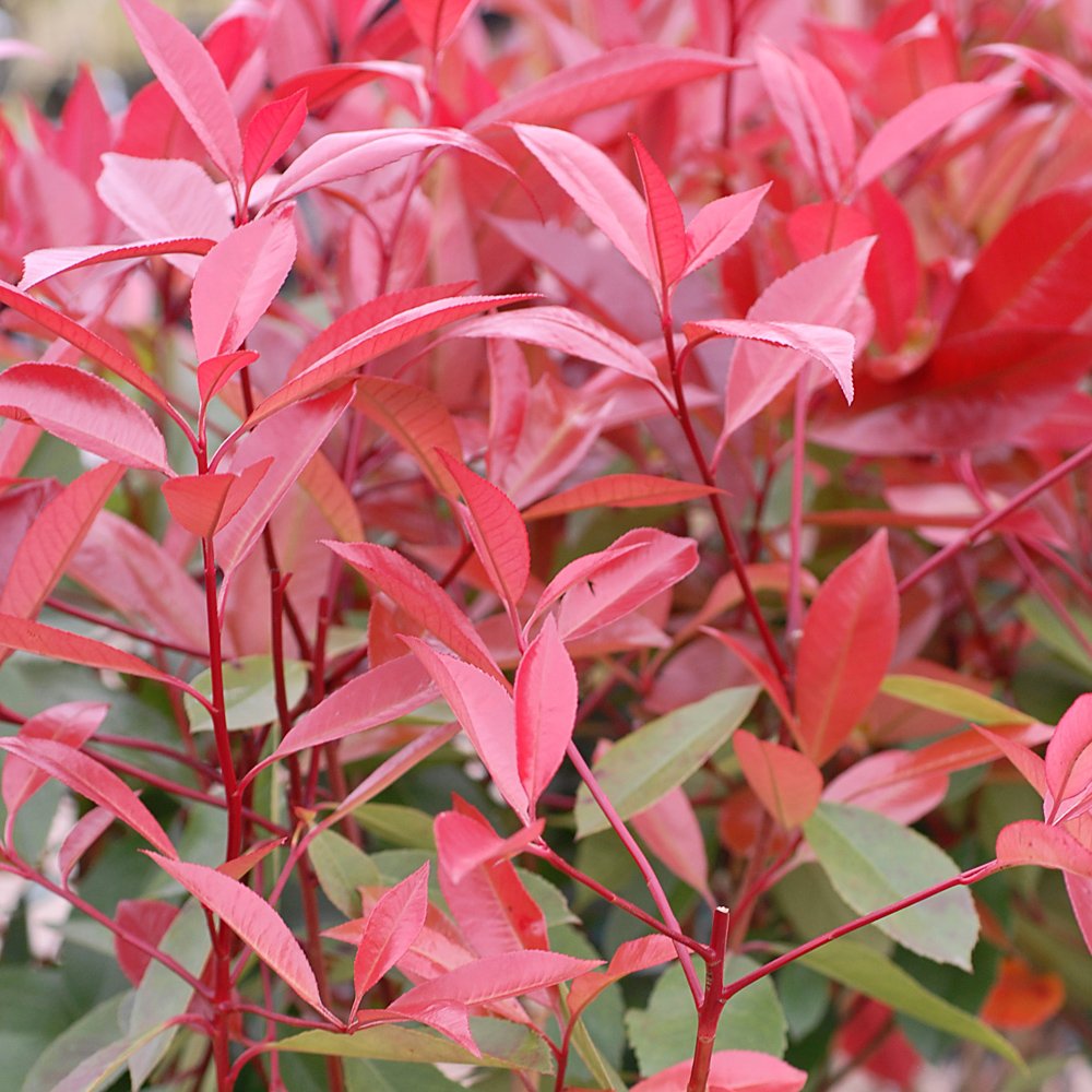 Photinia Standard Red Robin 3 Litre Pot | Set-of-2