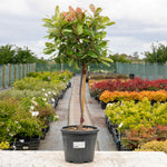 Photinia 'pink Crispy' Half-standard Evergreen | 1 x 9cm | Multi
