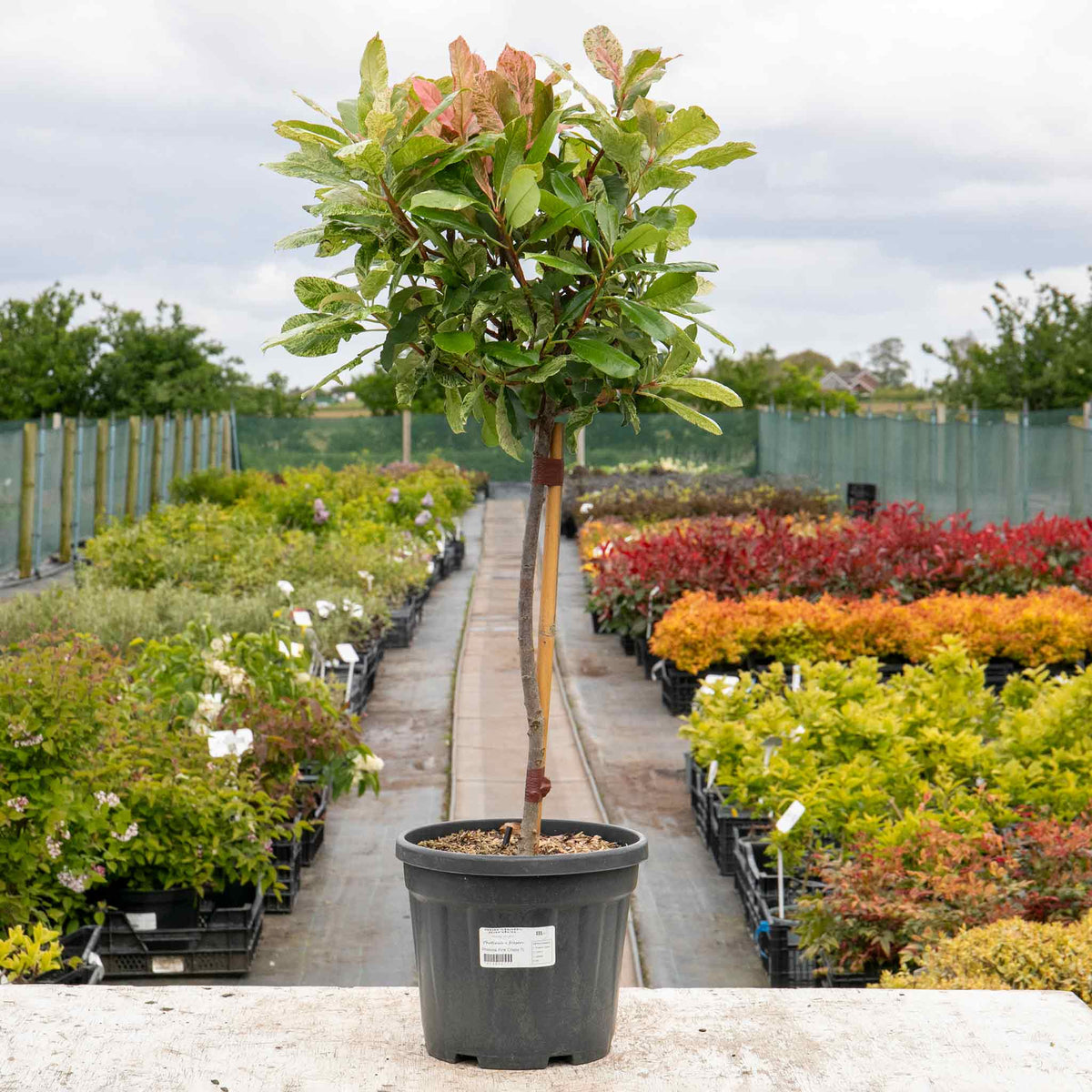Photinia 'pink Crispy' Half-standard Evergreen | 1 x 9cm | Multi