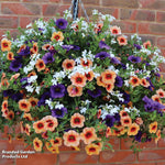 Fruit Salad Preplanted Hanging Basket | 35cm