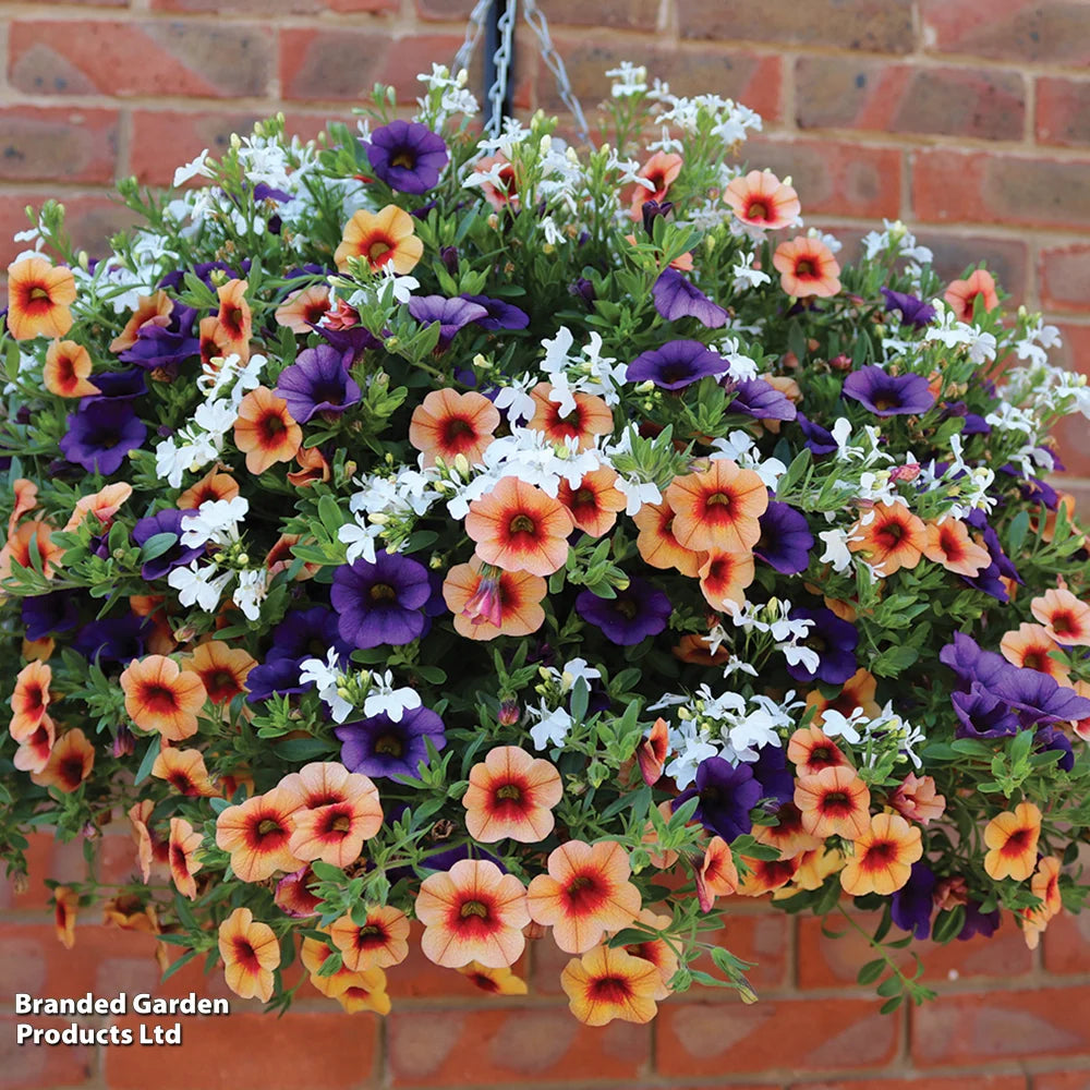 Fruit Salad Preplanted Hanging Basket | 25cm