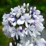 Amazing Agapanthus Collection - 9cm Pots | 6 x 9cm | Mixed