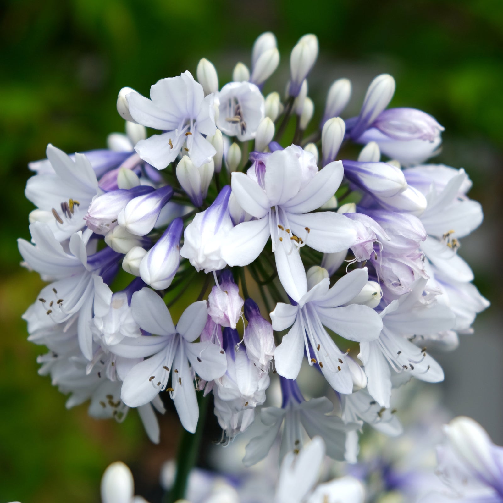 Amazing Agapanthus Collection - 9cm Pots | 6 x 9cm | Mixed