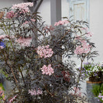 Sambucus Nigra 'black Lace' - Black Foliage Shrub, White Flowers, Bird‑attractive | 1 x 3L | Pink & Black