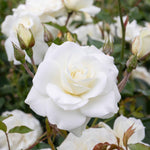 Climbing Rose 'iceberg' Rhs Award | 1 x Bare Root | White