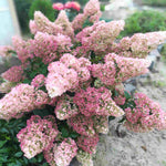 Hydrangea Paniculata Sundae Fraise - 9cm pots | 1 x 9cm | Pink