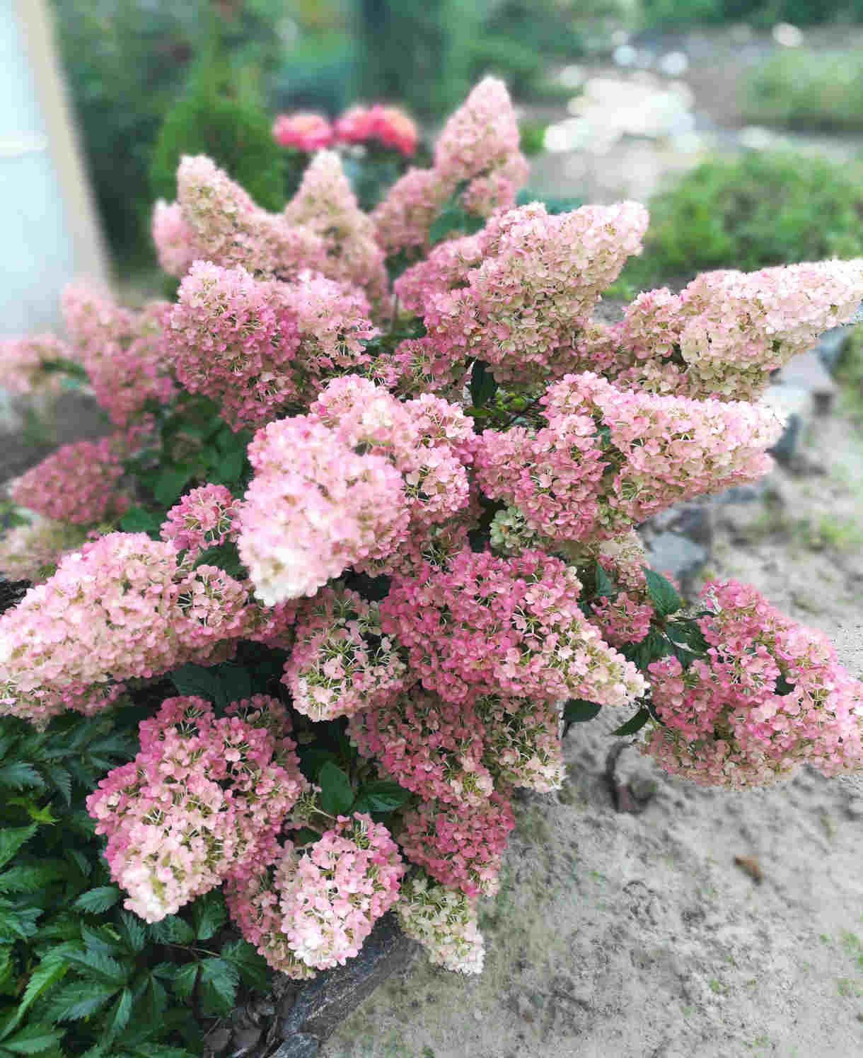 Hydrangea Paniculata Sundae Fraise - 9cm pots | 1 x 9cm | Pink