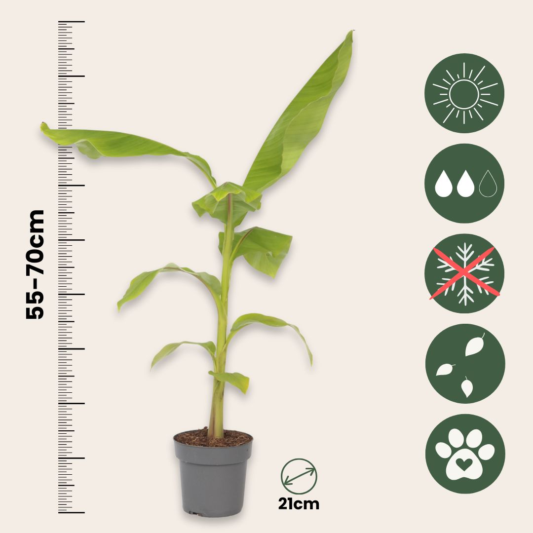 Hardy Banana - 2 Pcs. - Musa Basjoo - Height 55-70cm - ⌀21cm | Set of 2 | Green