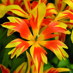 Tulip Fire Wings Bulbs | 8 x Bulbs
