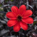 Dahlia 'mystic Enchantment' Compact Red Bedding Dahlia Jumbo Plug Plants | Set of 3 | Red