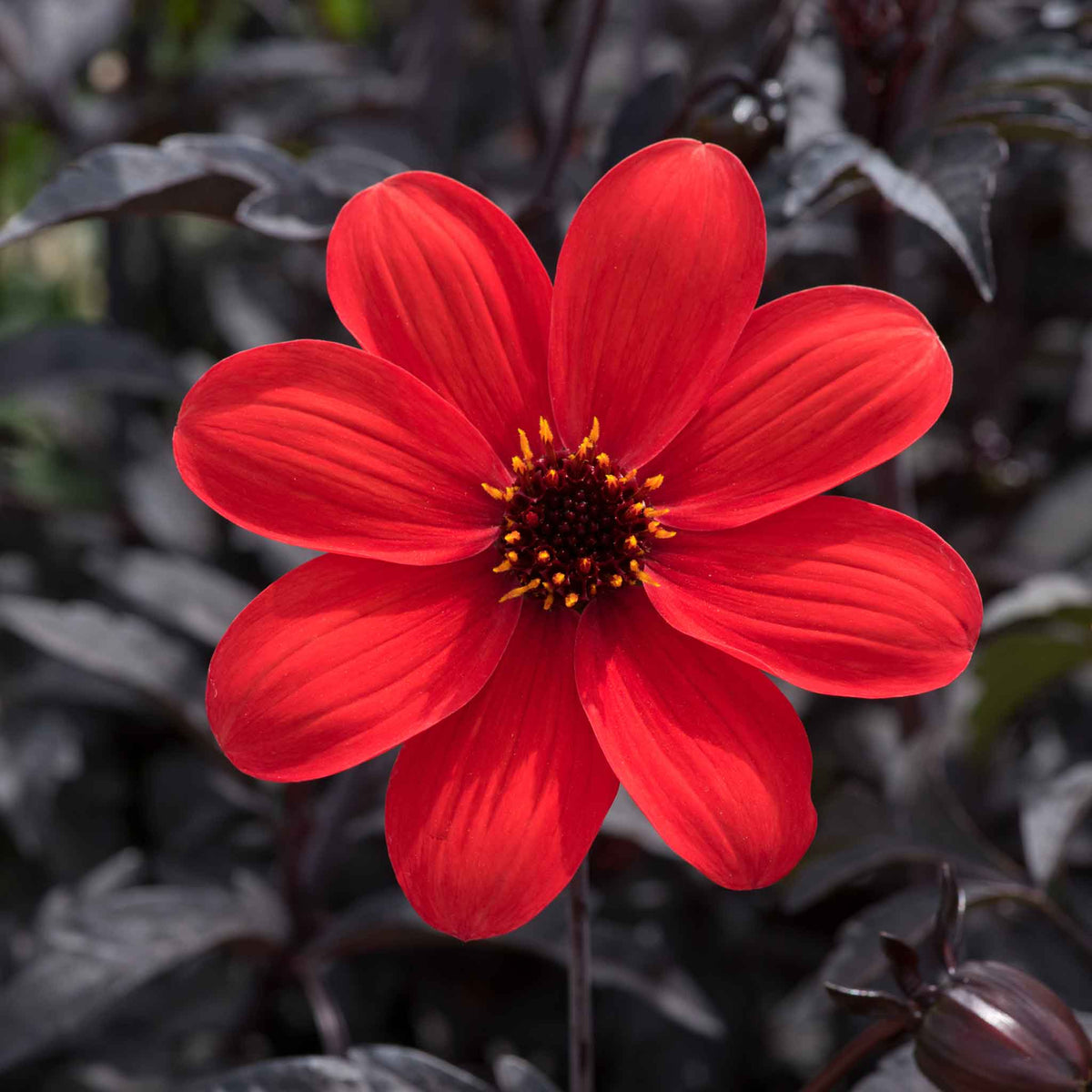 Dahlia 'mystic Enchantment' Compact Red Bedding Dahlia Jumbo Plug Plants | Set of 3 | Red