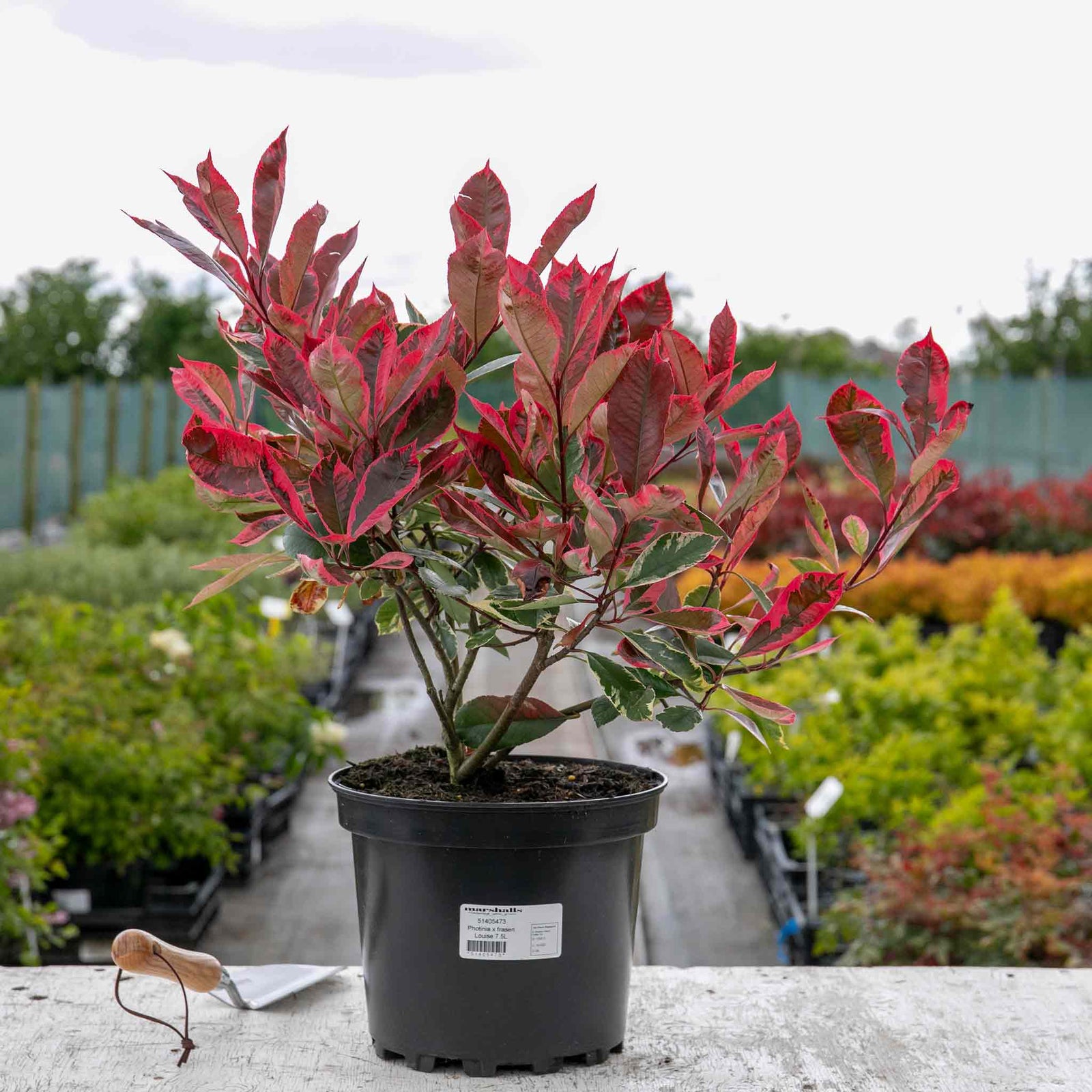 Photinia X Fraseri 'louise' Variegated Evergreen, Compact Hedge And Small Tree | 1 x 3L | Green & Pink