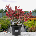 Photinia X Fraseri 'louise' Variegated Evergreen, Compact Hedge And Small Tree | 1 x 7.5L | Green & Pink