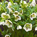 Pretty Hellebore Collection - 9cm pots | Set-of-4 | Multi