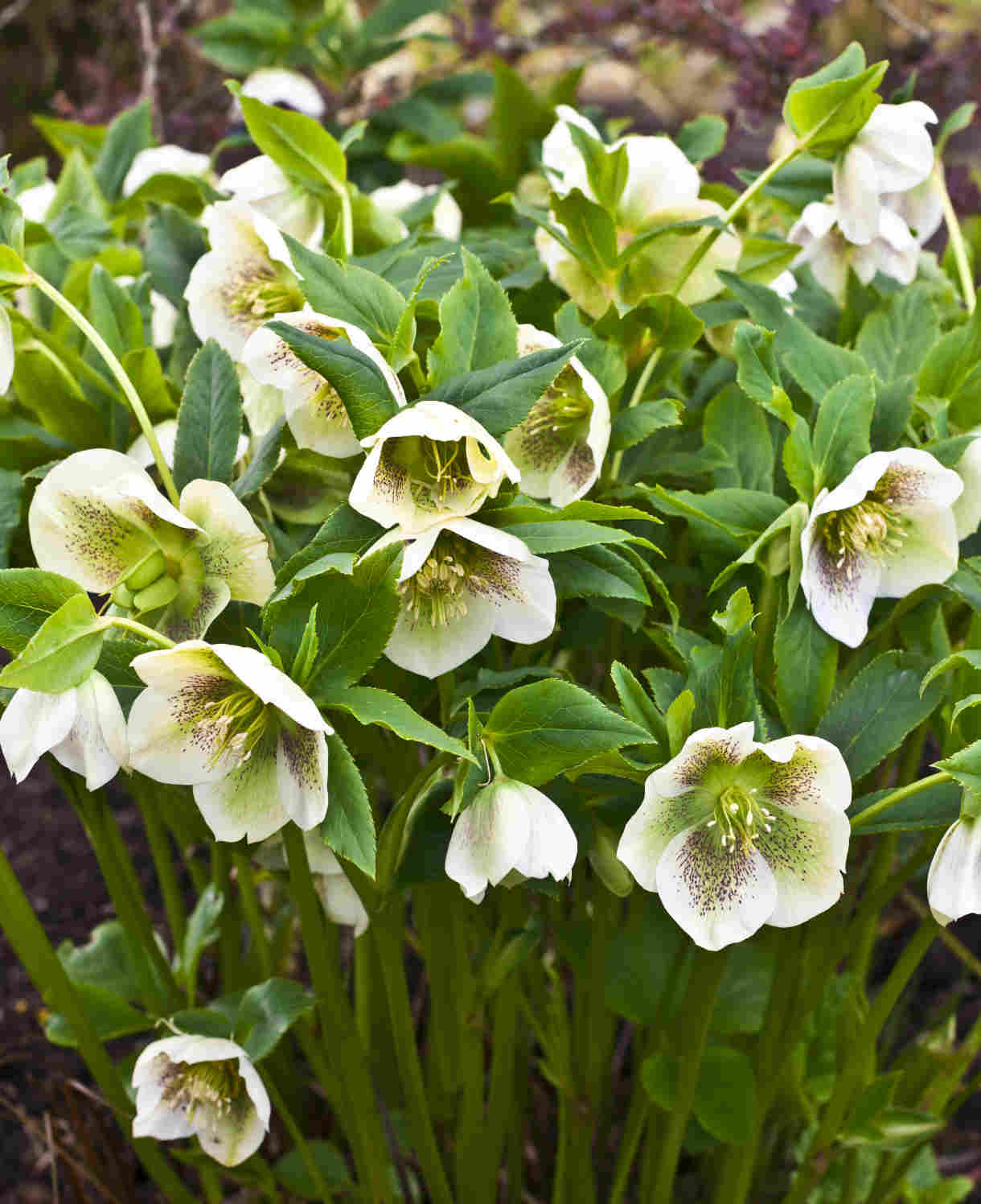 Pretty Hellebore Collection - 9cm pots | Set-of-4 | Multi