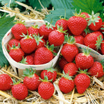 Mara De Bois Strawberry Plant — Everbearing, Intensely Fragrant | 30 x Bare Root | Red