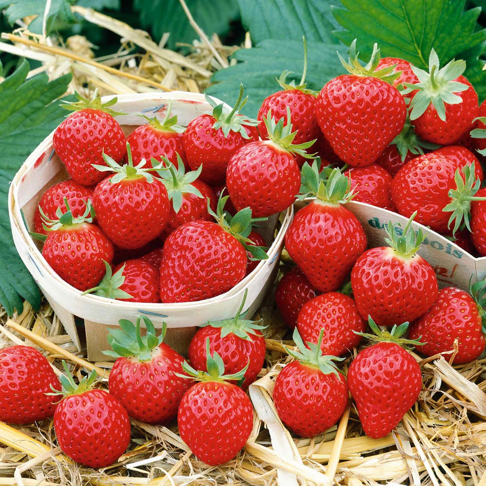 Mara De Bois Strawberry Plant — Everbearing, Intensely Fragrant | 30 x Bare Root | Red
