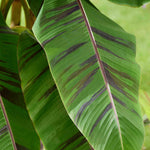 Hayloft Musa Sikkimensis ‘Ever Red’ - Banana Plant - 1 x 9cm Pot