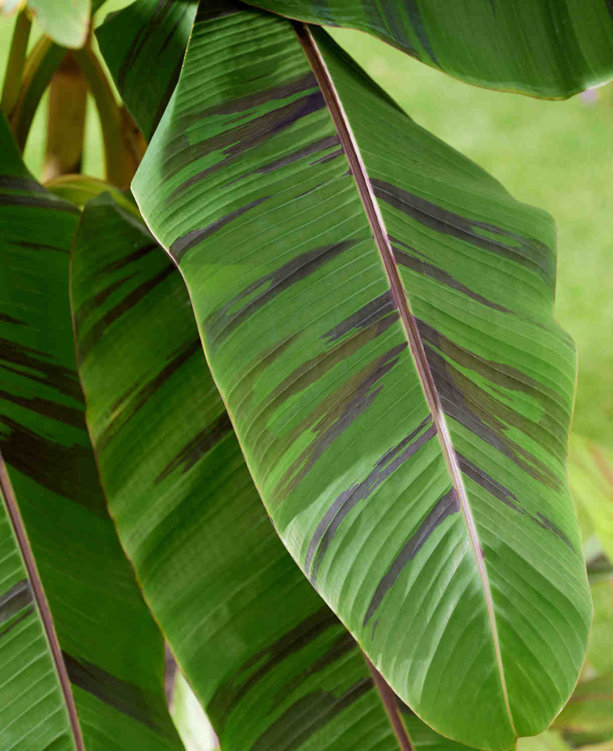 Hayloft Musa Sikkimensis ‘Ever Red’ - Banana Plant - 1 x 9cm Pot