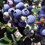 Direct Plants Vaccinium Corymbosum Duke Blueberry Bush Fruit Plant Large Supplied In A 2 Litre Pot