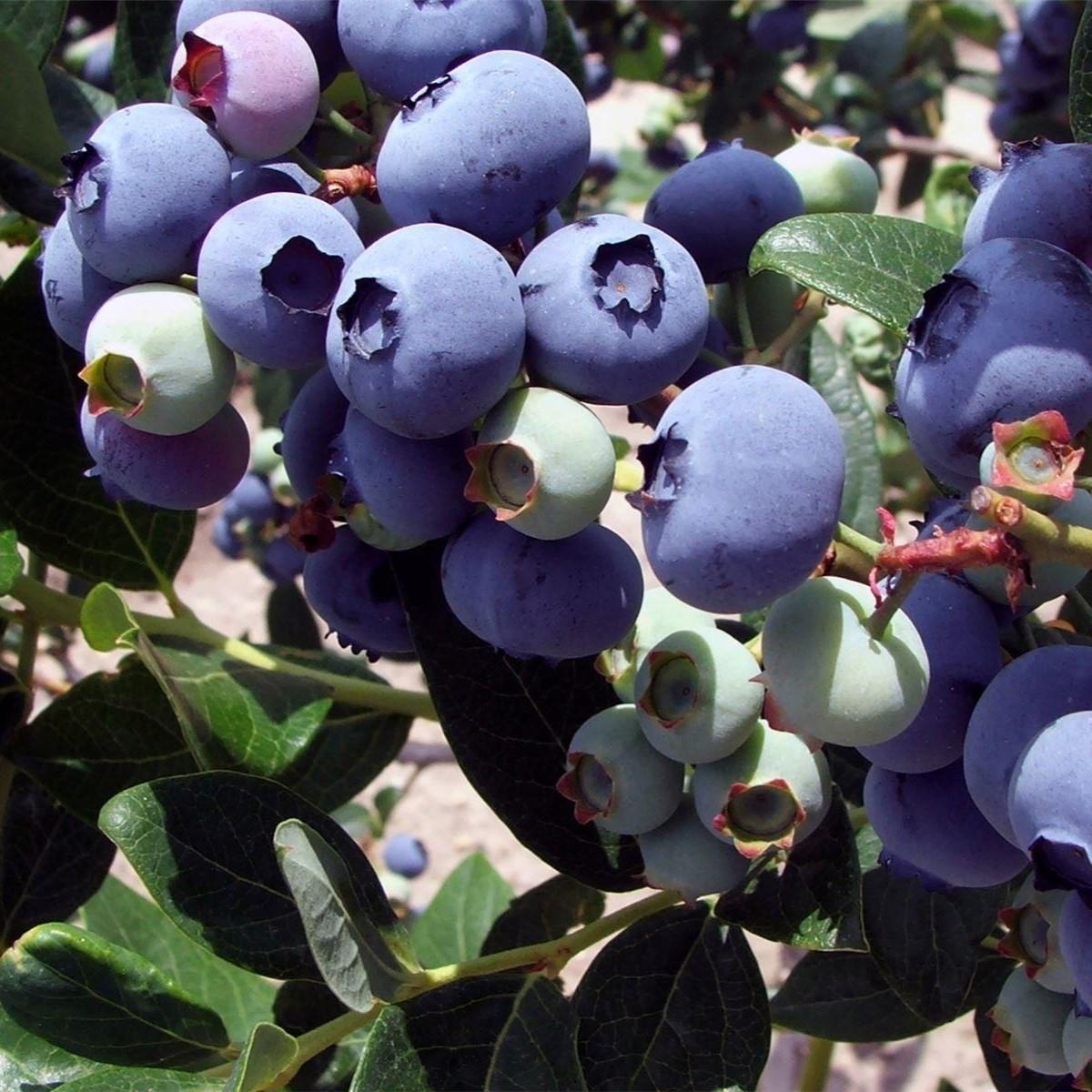 Direct Plants Vaccinium Corymbosum Duke Blueberry Bush Fruit Plant Large Supplied In A 2 Litre Pot